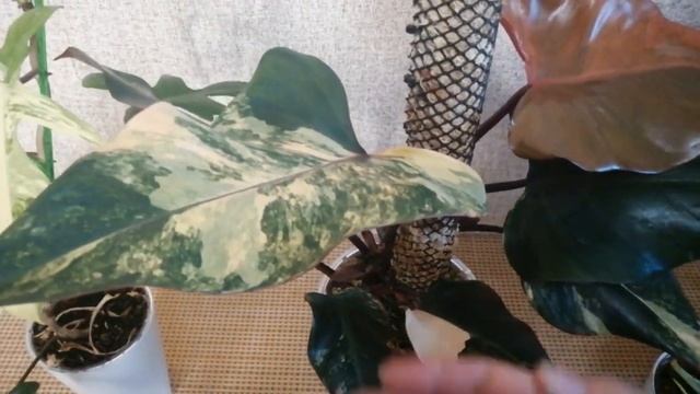 Новое увлечение - Ароидные смотреть онлайн