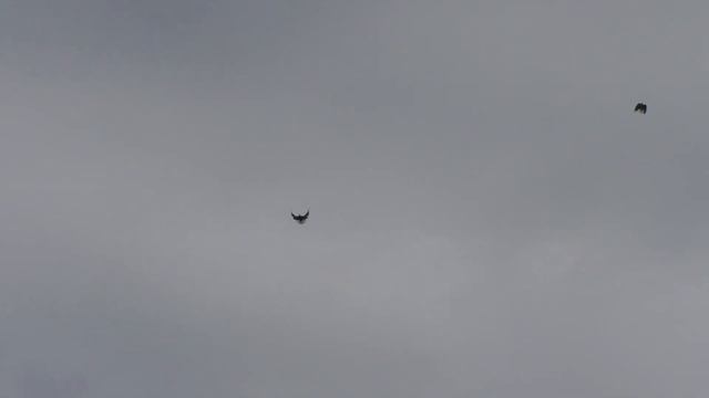 СВГ, молодёжь 08,08,2021 дунул юго-восток смотреть онлайн