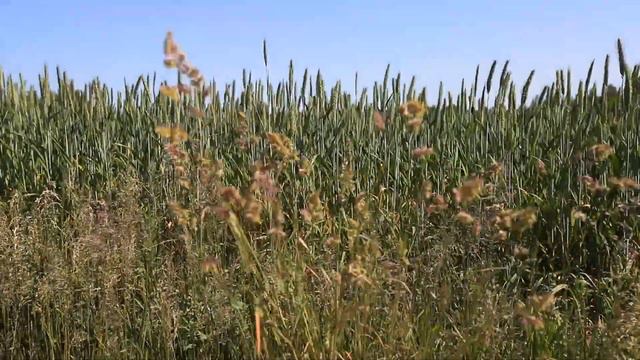 поле с пшеницей и травой. пение птиц смотреть онлайн