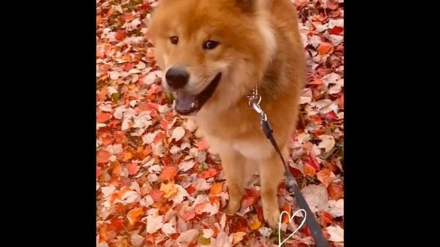 Video of RARE dog breed (EURASIER!) + tricks! смотреть онлайн