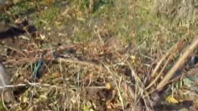 обрезка персика перед укрытием