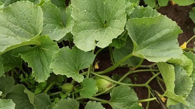 выращивание арбузов и дынь на Урале в 2021 году, хорошее теплое лето смотреть онлайн