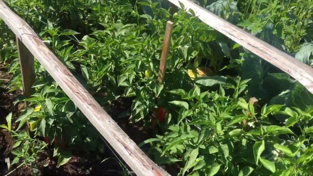 Собираю огурцы, обход по огороду смотреть онлайн