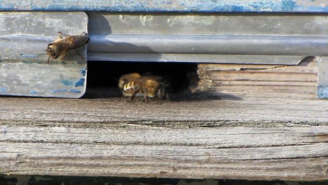 Цена на мёд, 22.11.2021 года, 13:22 дня | Пчеловодство | Beekeeping смотреть онлайн