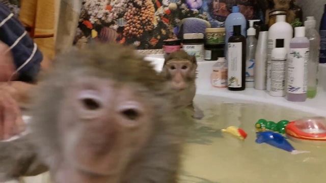 обезьяньи водные процедуры?#monkey #petmonkey #обезьяна #экзотика#макака#animal#зоо #домашниемакаки