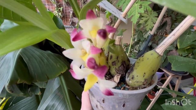 Цветут Орхидеи Coelia bella Trichoglottis species Dendrobium Sonia и Holcoglossum wangii смотреть онлайн