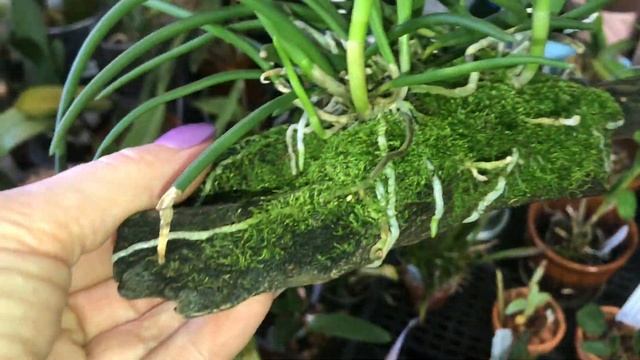 Обзор орхидей. Корни орхидей. Стимуляторы роста корней. Будни орхомана, орхоболталка про каттлеи . смотреть онлайн