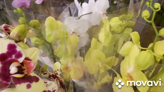 22.08.2023.В САДОМ ЦЕНТРЕ ОРХИДЕИ КАРИНА ,ПИРАТ ПИКОТТИ, ФЕРРАРА и много других!!! смотреть онлайн