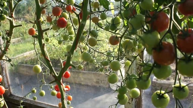 Томаты от Партнёра. Черри Литл Пинки F1 смотреть онлайн