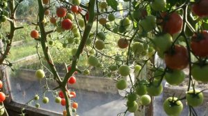Томаты от Партнёра. Черри Литл Пинки F1