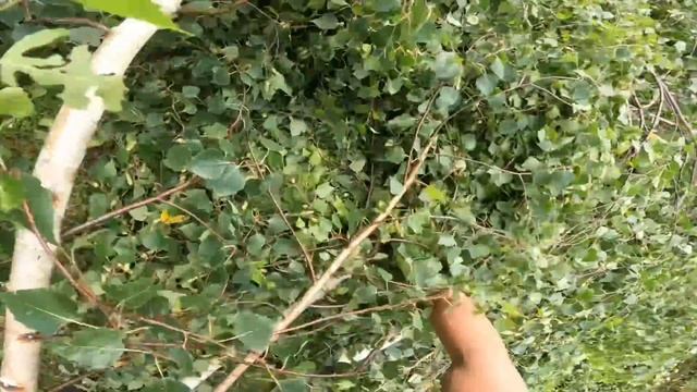 Арбористика | Спил дерева, дробление веток, распил на дрова, вывоз порубочных остатков смотреть онлайн