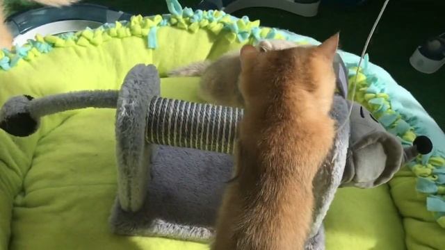 ???КОТЯТА ЗОЛОТАЯ ШИНШИЛЛА???САМЫЕ КРАСИВЫЕ ?ГОЛУБОЕ И ЧЕРНОЕ ЗОЛОТО?☀️?❤️ смотреть онлайн