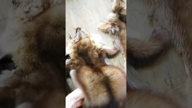 AKV Отличие летнего меха соболя от зимнего. смотреть онлайн