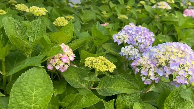 Hydrangea colors смотреть онлайн