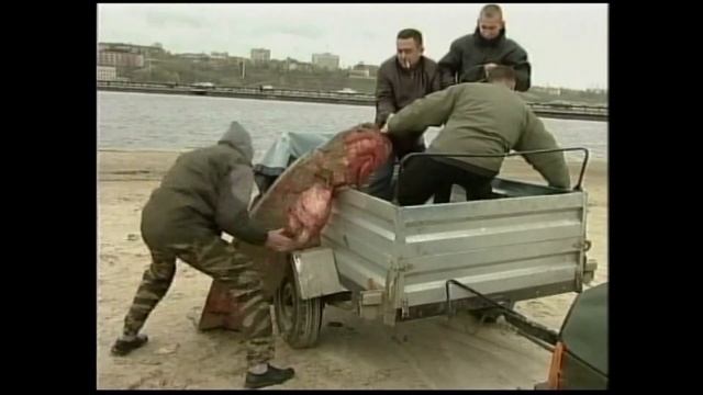 Сома весом 120 кг поймали в Каме