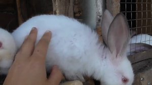 Влажная мордочка у кроликов/Болезни кроликов/Как лечить мокрицу