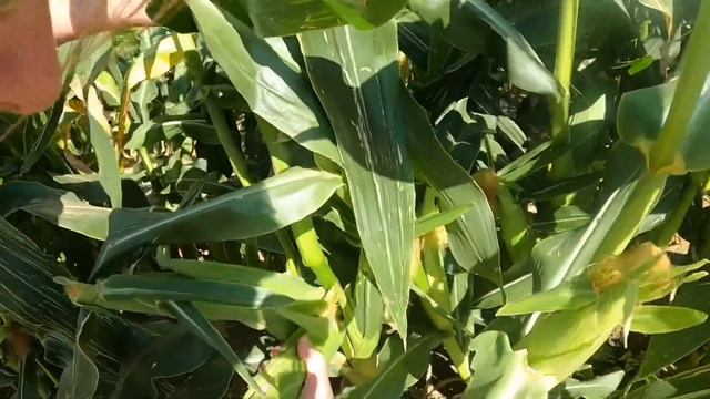 Ферма-собери сам. Великобритания смотреть онлайн