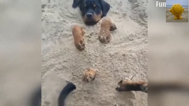 ЭТИ ЗАБАВНЫЕ ЖИВОТНЫЕ (танцы на воде) смотреть онлайн