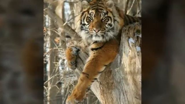 Полосатые котики смотреть онлайн