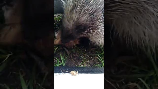 #ежик Ёжик ест курицу! смотреть онлайн