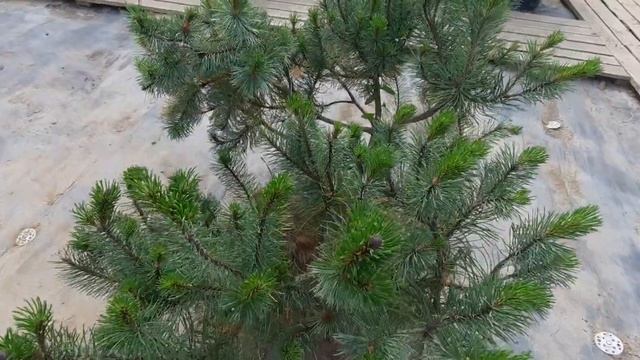 Сосна Горная Мунус (Mughus) 60-80 см смотреть онлайн