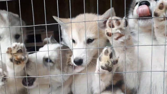 Малыши-карандаши :) Веснушки 2019! смотреть онлайн