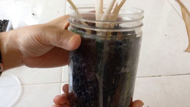 Cara Repotting Hasil Potong Pucuk Aglonema смотреть онлайн