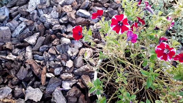 Светлана пересадила кактус ? который привезли с Италии смотреть онлайн