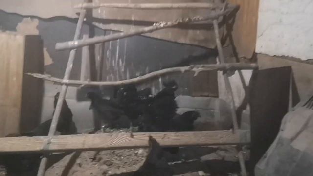 Чёрные куры Ухейилюй, Жара в курятнике смотреть онлайн
