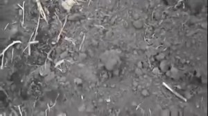 как быстро накопать червей