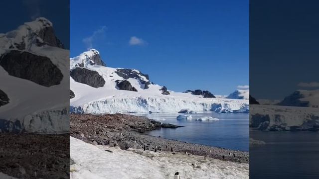 Антарктида... Как пингвины кормят своих детей? смотреть онлайн