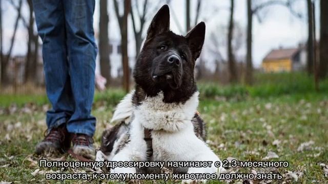 Американская акита: характеристика породы собак смотреть онлайн