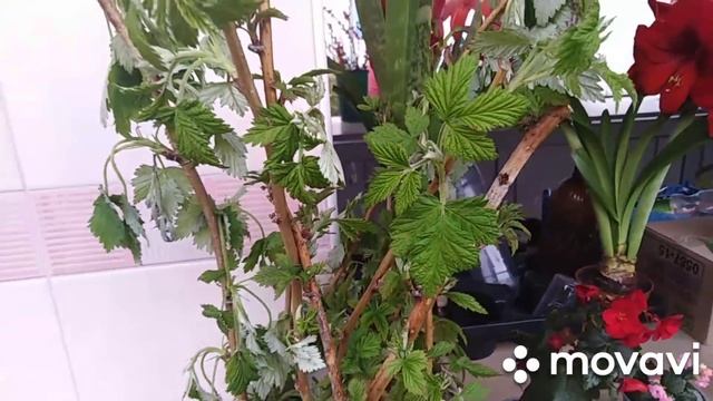 На цветочном рынке ,можно встретить настоящие сокровища-комнатных растений. смотреть онлайн