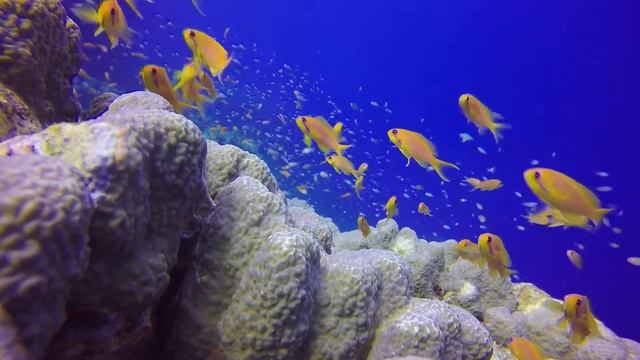 Жизнь Кораллового рифа днем и ночью смотреть онлайн