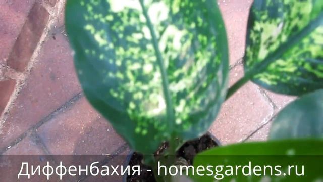 Диффенбахия ядовита и является растением-вампиром? смотреть онлайн
