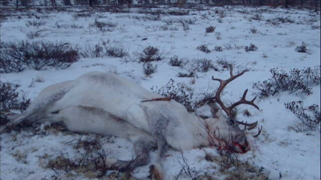 Якутия! смотреть онлайн