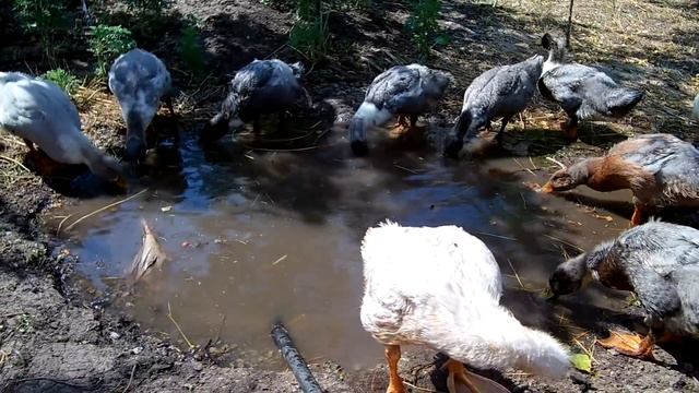 Выращивание уток Голубой Фаворит / Затраты на содержание день 30 вес 2.2 кг смотреть онлайн