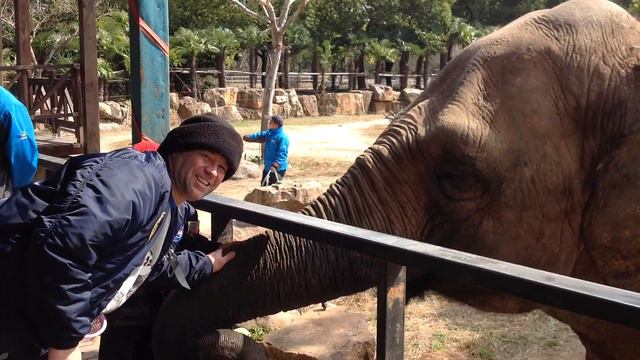 Shanghai Wild Animal Park / Zoo 2018 Elephants part 4 смотреть онлайн