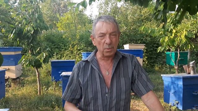 ПАСЕКА.ПЧЕЛОВОДСТВО. Какая порода пчёл лучше. смотреть онлайн