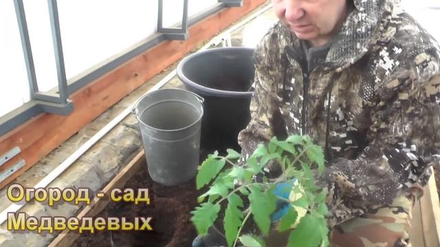 Ранняя высадка томатов в рукава смотреть онлайн