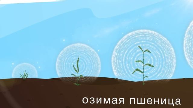 Инпут – фунгицид для защиты озимой пшеницы от Bayer. Выбор профессионалов! смотреть онлайн