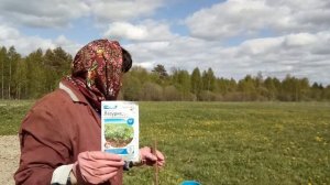 "Лазурит" на картофель!