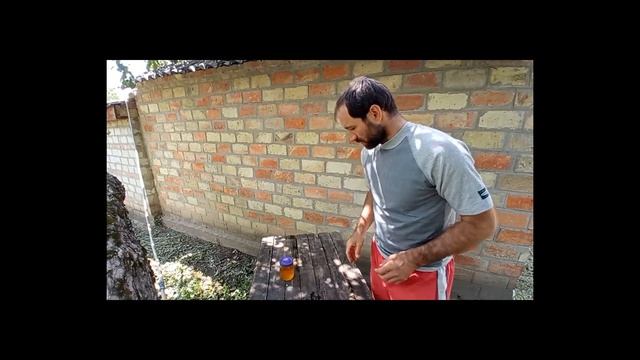 Как размножить Катальпу черенками Ч-1 смотреть онлайн