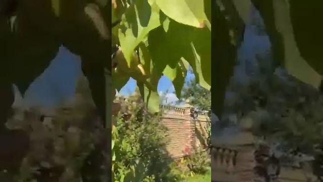 Азимина банановое дерево смотреть онлайн