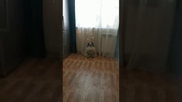 Тедди сидит на жопе (может так сидеть часами)???? смотреть онлайн