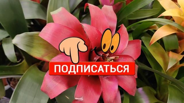 №396/ Небольшая, СВЕЖАЯ поставка орхидей в ЛЕРУА МЕРЛЕН на Новой Адыгеи ШИКАРНЫЕ ЦЕМБИДИУМЫ смотреть онлайн