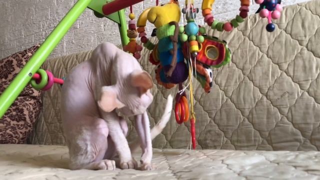 Котик Ёша-чистюля? #котики #сфинксы смотреть онлайн
