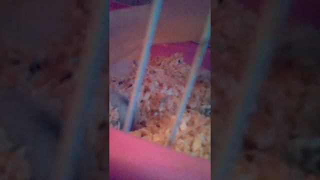 Опа хомячки смотреть онлайн