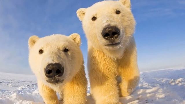Фотоколлекция - белые медведи - выпуск №4 смотреть онлайн