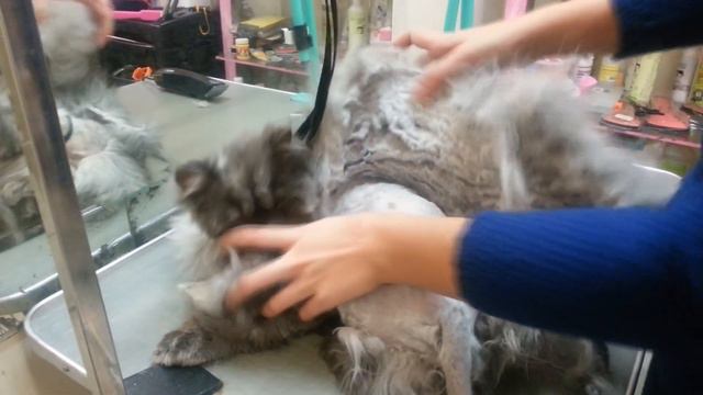 Что будет с котом, если его не чесать целый год !!!